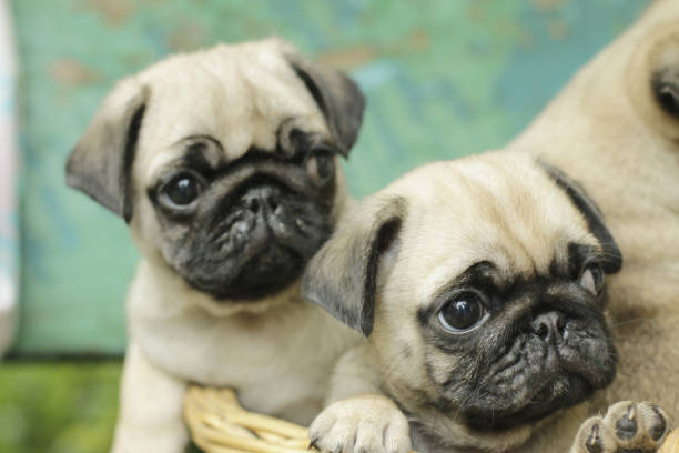 istock Pugs sitting on bench - stock photo 1311106891