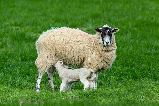 Swaledale Mule ewe with two newborn lambs suckling milk, in lush green pastureland.  Concept: A Proud mum.  Facing forward.  Horizontal.  Space for copy.