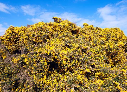 Magnificent array of yellow gorse along the Isle of Purbeck along the Jurassic Coast in Dorset, England