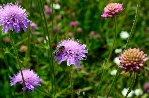 honey bee on field scabious flower