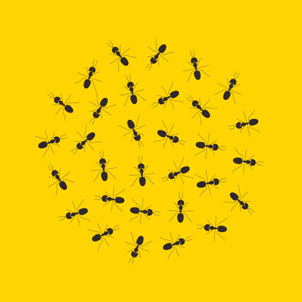kolonia maszerujących mrówek w kole na żółtym tle - anthill macro ant food stock illustrations