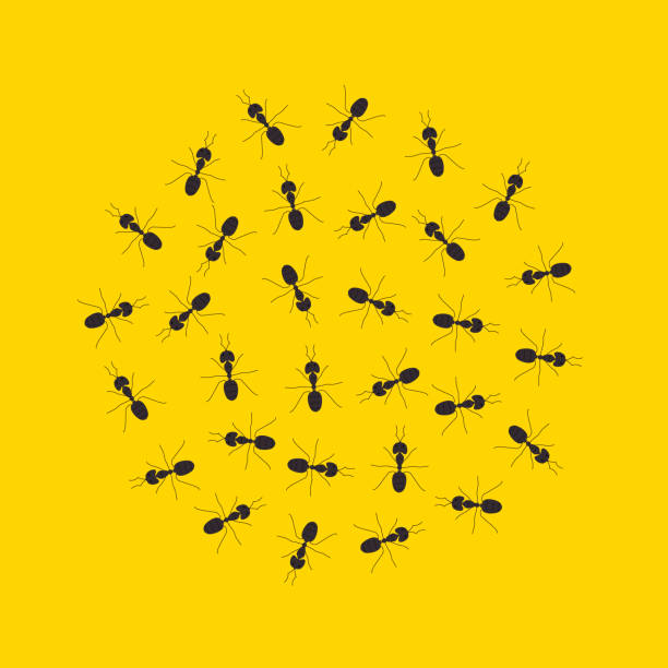 ilustrações, clipart, desenhos animados e ícones de colônia de formigas marchando em um círculo sobre fundo amarelo - anthill macro ant food