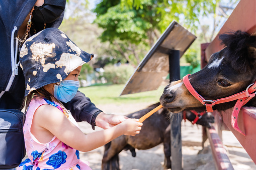 Adorable child girl feeding horse or pony with a carrot on the field or farm at bright sunny. Asian tourist kid wearing a medical protective mask for epidemic prevention Covid-19. Health care concept