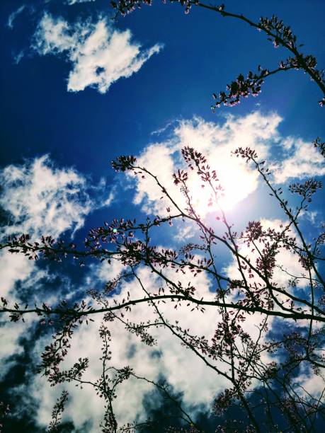 Beautiful blue clouds sky and Sunshine light above pear blossom