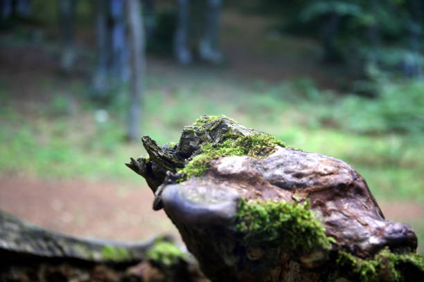 istock Selective focus on part of an broken trunk with moss and forest background, Bosco Sant'Antonio, Abruzzo, Italy 1311110633