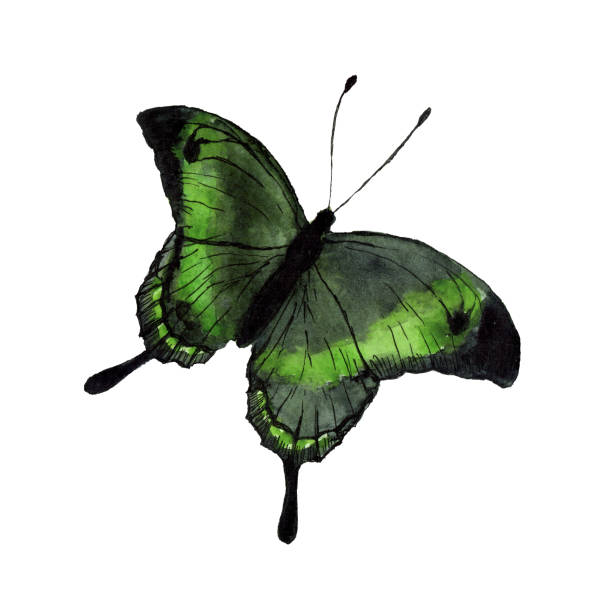 istock Tropical flying insect Papilio palinurus watercolor sketch 1311110903