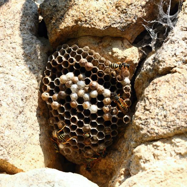 istock Wasp nest with wasps, Polistes dominula on the stone wall 1311111182