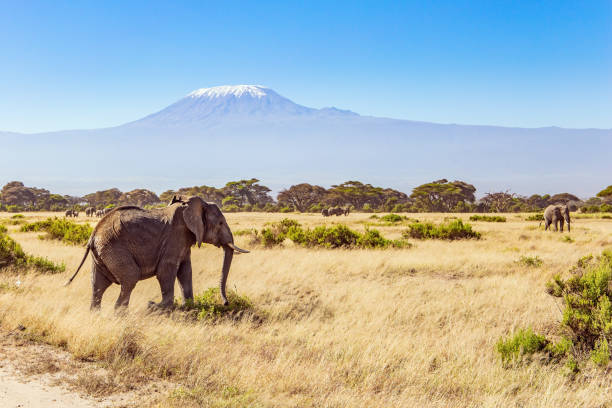istock Herd of wild elephants graze 1311111245
