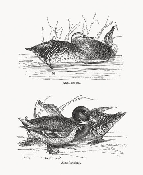 Eurasian teal and Mallard duck, wood engravings, published 1893 Wild ducks, top: Eurasian teal (Anas crecca). Below: Mallard duck (Anas platyrhynchos, or Anas boschas). Wood engravings, publishe in 1893. green winged teal duck stock illustrations