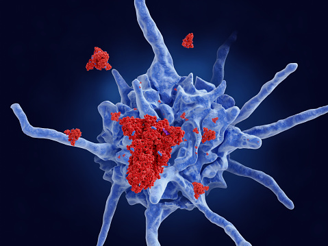 Vacuna COVID-19, las células dendríticas se dirigen a proteínas de pico estabilizadas photo