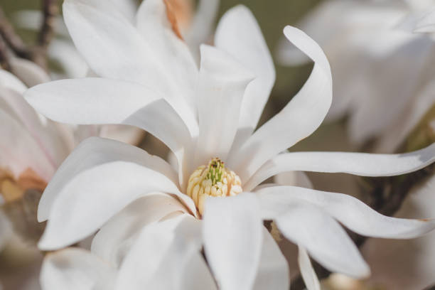 istock blooming magnolia flowers on a green background 1311113512