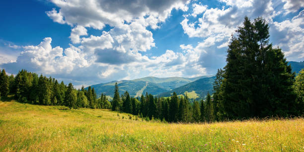 istock forest on the grassy meadow in mountains 1311113996