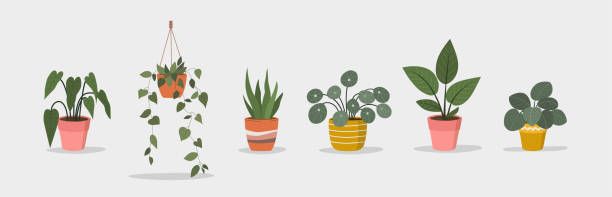 ilustraciones, imágenes clip art, dibujos animados e iconos de stock de conjunto de planta de casa en maceta aislada.  ilustración vectorial de estilo plano - planta de interior