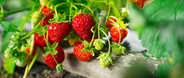 庭の熟した有機イチゴの茂み - strawberry plant bush cultivated ストックフォトと画像