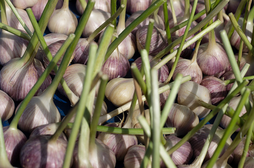 Excavated and trimmed garlic bulbs are laid out to dry in closeup