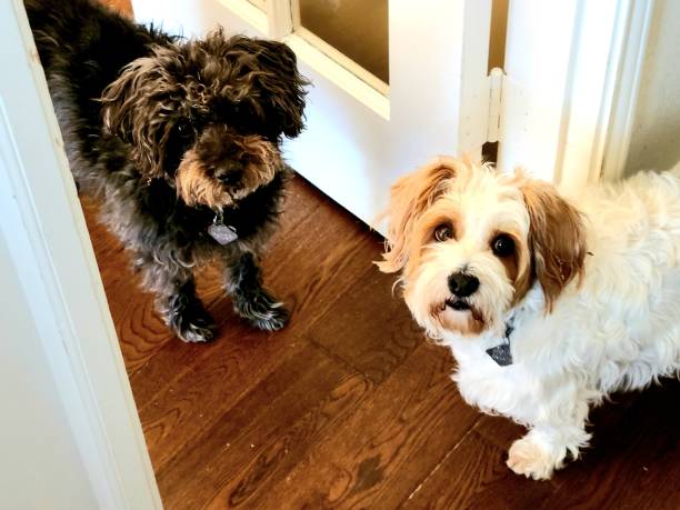 istock Pet Snoodle Rescued Dogs 1311117129