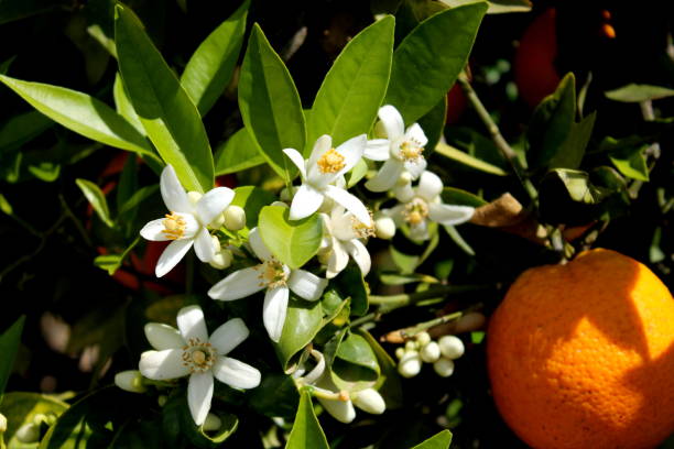 istock Orange blossom detail 1311117211