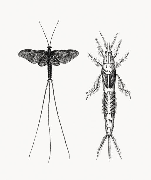 mayfly und mayfly nymphe, holzstiche, veröffentlicht 1893 - ephemera stock-grafiken, -clipart, -cartoons und -symbole