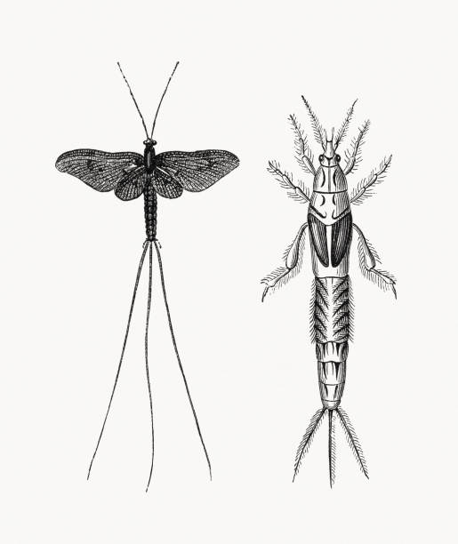 illustrations, cliparts, dessins animés et icônes de nymphe mayfly et mayfly, gravures sur bois, publiées en 1893 - ephemera