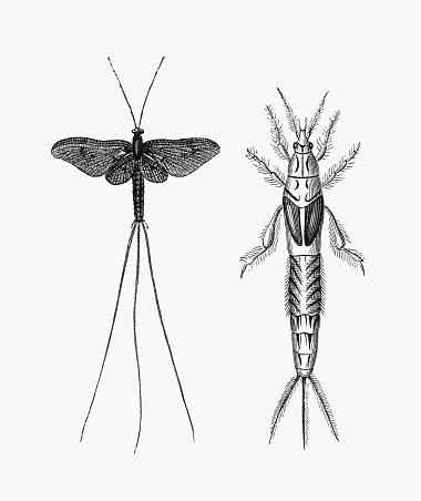 Mayfly and mayfly nymph (right). Mayflies - are aquatic insects belonging to the order Ephemeroptera. Wood engravings, published in 1893.