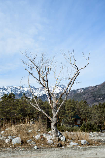 istock An old dry tree. mountains. Russia 1311117293