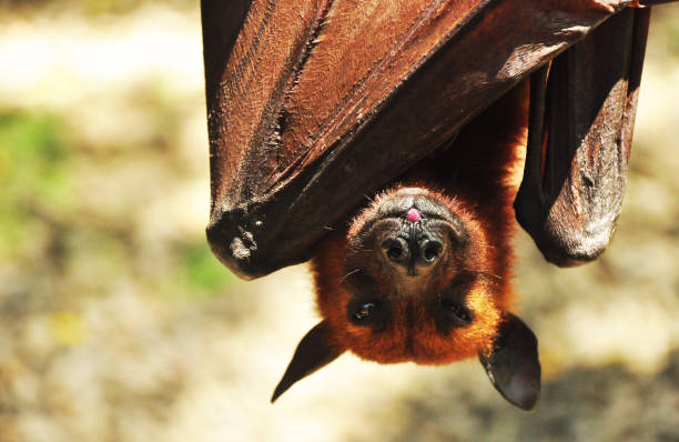 Giant flying fox The Giant Flying Fox hanging on the tree fruit bat photos stock pictures, royalty-free photos & images