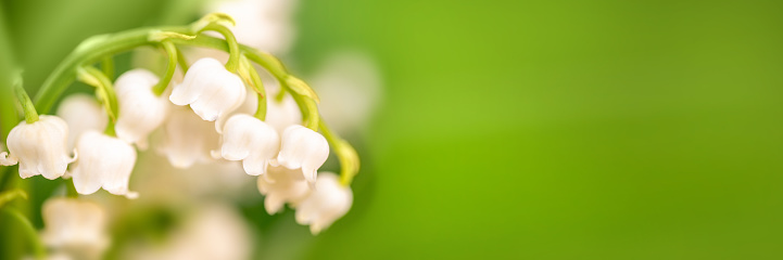 Lily of the valley flower close up, green nature panoramic background. May 1st, May Day web banner
