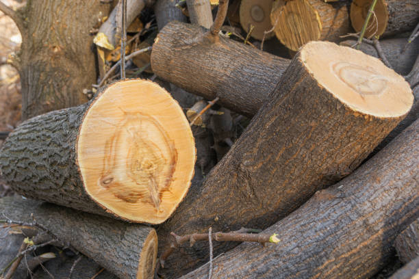 istock Fresh cuts on sawn and chopped tree trunks. Old trees are being cut down in cities 1311118486