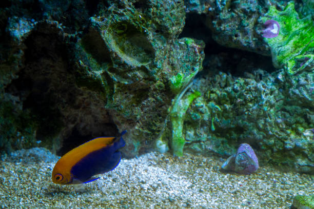 istock Marine Fish in reef aquarium and live rock 1311118518