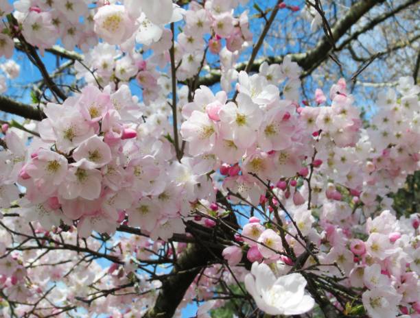 istock Pretty Bright Cherry Blossom Pink-white Flowers Blooming In Spring 1311118541