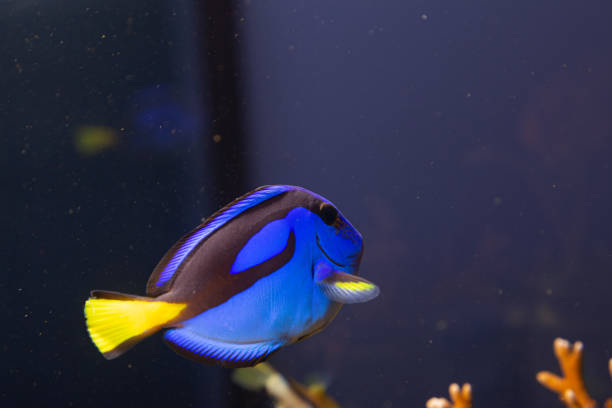 istock Marine Fish in reef aquarium and live rock 1311119240