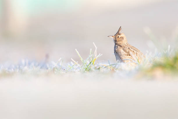 A crested lark (Galerida cristata) foraging in a frozen meadow in the morning light. A warm coloured image with a bird in a meadow on a very cold morning. galerida cristata stock pictures, royalty-free photos & images