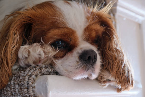 Close-up headshot of a King Charles Cavalier Spaniel lying on a staircase.