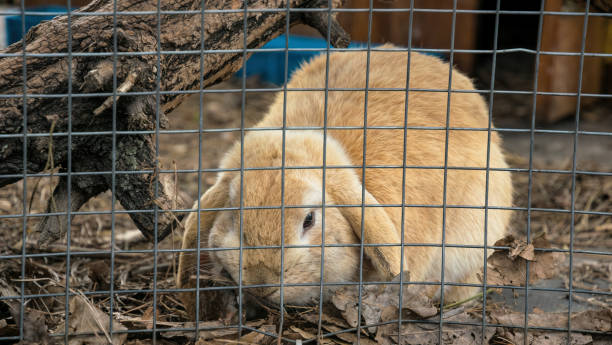 istock Ginger fluffy domestic rabbit in a cage. Rabbit fur farm 1311120125