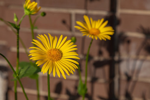 Two large yellow daisies grow against a brick wall background