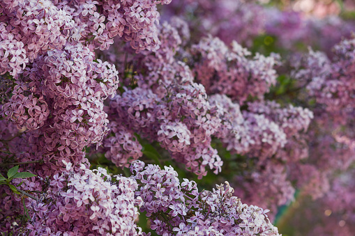 bushes of spring flowering purple lilac closeup