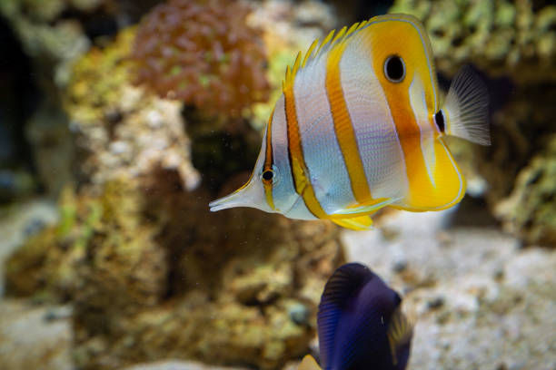 istock Marine Fish in reef aquarium and live rock 1311120798