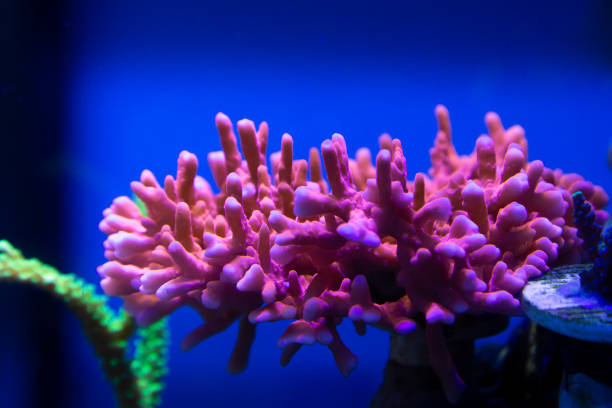 istock Marine Fish in reef aquarium and live rock 1311121175