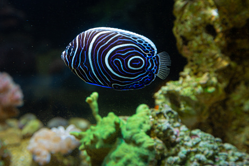 Pomacanthus imperator in reef aquarium - young, beautiful fish.