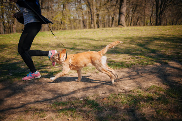 istock Sportswoman jogging with dog 1311122608