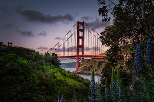 Sunrise coming up with a view of the Golden gate Bridge framed by trees and colorful purple flowers in the early morning.