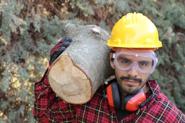 istock Logger holding heavy trunk in the forest 1311123926