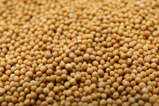 istock Mustard seeds on whole background, close up 1311124494