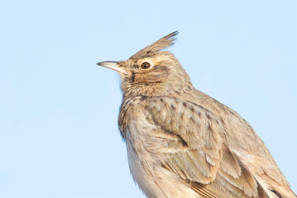 A portrait of a crested lark(Galerida cristata) in front of a blue sky. A close-up image of a small bird in front of a cloudless blue sky. galerida cristata stock pictures, royalty-free photos & images