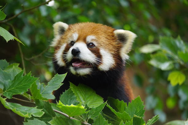 istock Red Panda Smiling in Bushes 1311125151