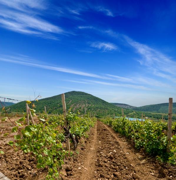 istock wineyard in a mountain valley 1311125164