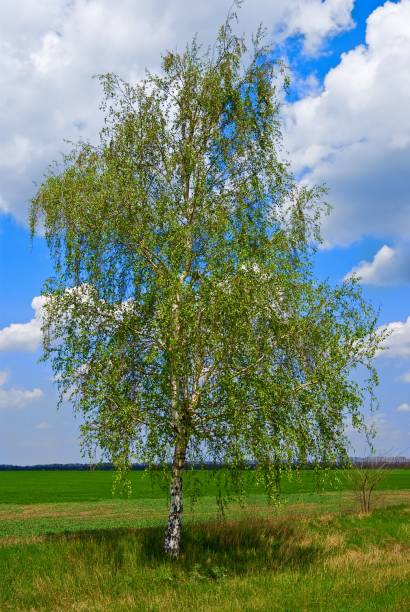 istock beautiful birch in a green field 1311125274