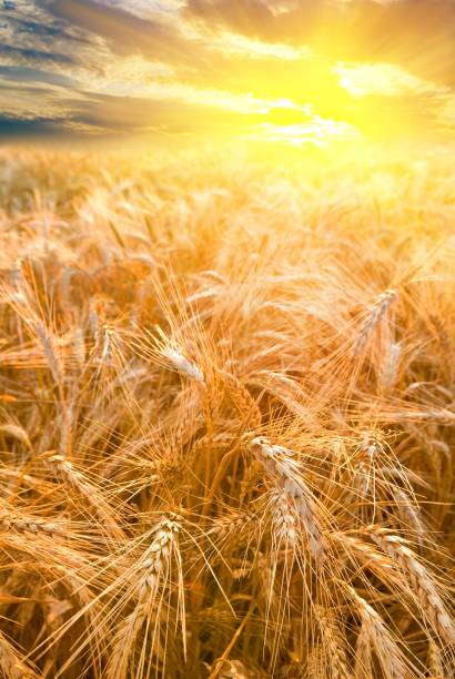 istock wheat field at the morning 1311125330