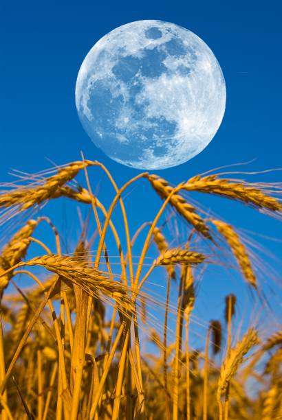 istock huge moon above a wheat field 1311125380