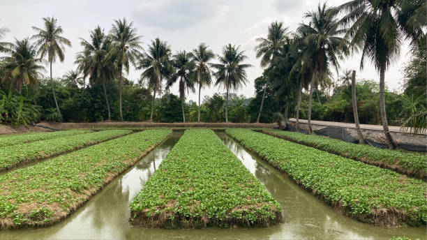 istock Wide angle, Vegetable grown in plots 1311125793